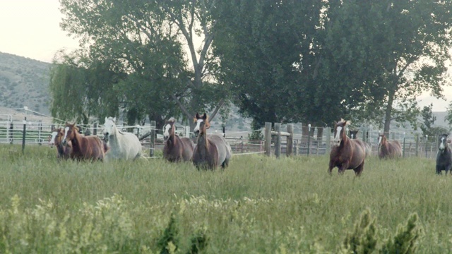 一群纯种四分之一马母马，种马和小马在科罗拉多州的西部的黎明或黄昏在绿色的草地上奔跑的慢镜头剪辑视频素材