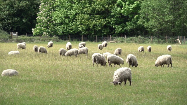 一群羊在田野里吃草视频素材