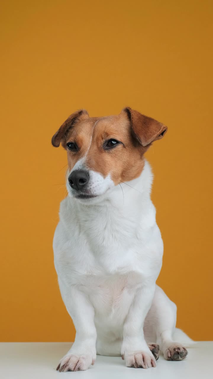 肖像狗品种杰克罗素梗打哈欠慢动作站在桌子上。狗看着相机黄色的背景。宠物。屏幕垂直方向9:16。垂直视频的故事和社交网络视频素材