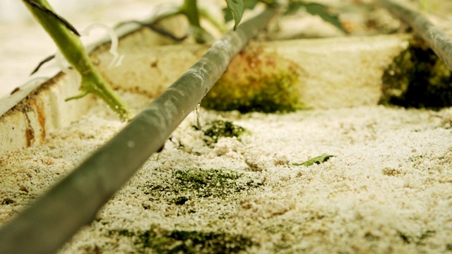 微距拍摄的滴灌系统灌溉植物在温室视频下载