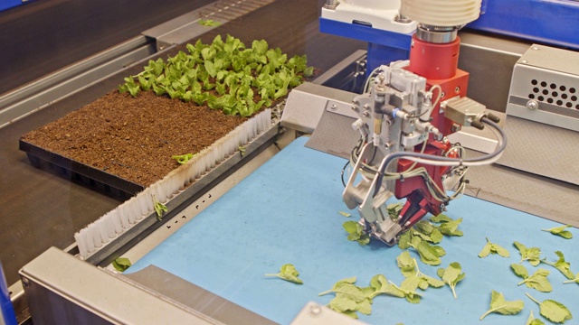 采用先进的机器人在托盘中自动种植叶片视频素材
