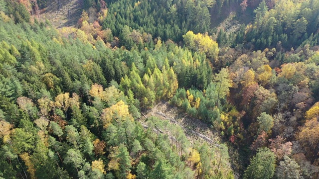 鸟瞰图的秋天森林视频下载