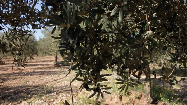 树枝上的黑橄榄视频下载