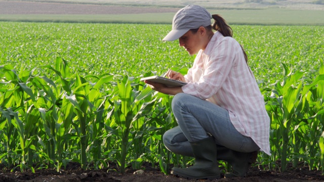 一位农妇正在视察新收获的玉米种植园。农业职业。夕阳下的玉米地。视频下载