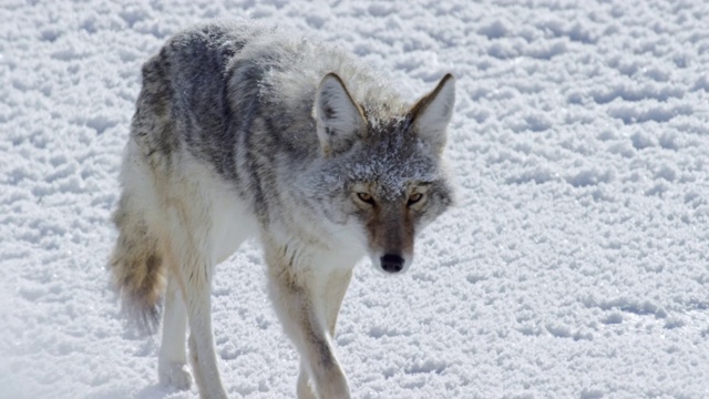 在冰冻的河流上行走的郊狼的汇编视频下载