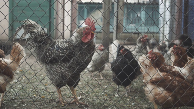 鸡在金属格子后面行走的特写。农场动物在农场散步。农村工业概念，务农、种养、牧业。视频下载