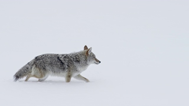 一张土狼在雪地里行走的完整照片视频素材