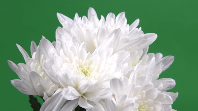 微距的一朵菊花在绿色的背景视频下载