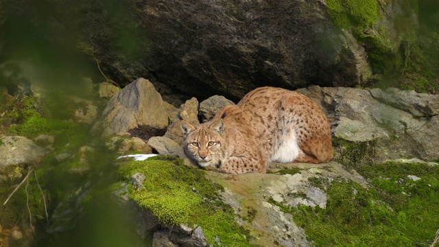 欧洲山猫;猞猁，躺在森林里视频下载