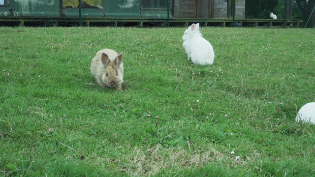 可爱的兔子在草坪上的绿色新鲜的草地上玩耍和吃东西视频素材