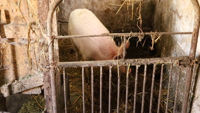 老农场里的猪。成年小猪在围栏里奔跑，过着旧式农场的生活方式视频下载