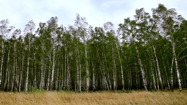 白桦树的绿叶随风摇摆。视频素材