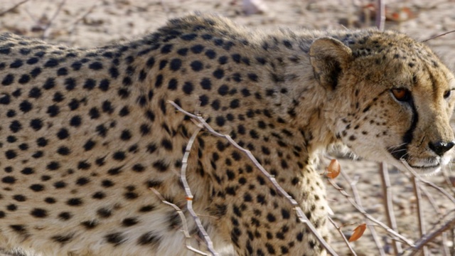 CU 猎豹跟踪，纳米比亚，非洲视频下载