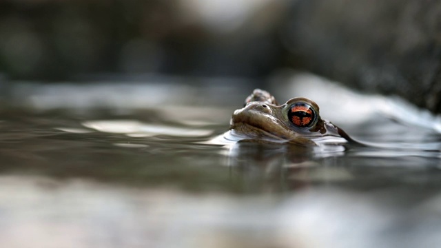 普通的蟾蜍坐在水里，只有一个头露出水面。水在流。视频素材