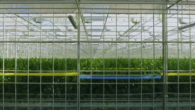 工业温室，里面有成排的植物。现代农业:在自动温室中种植黄瓜。视频下载