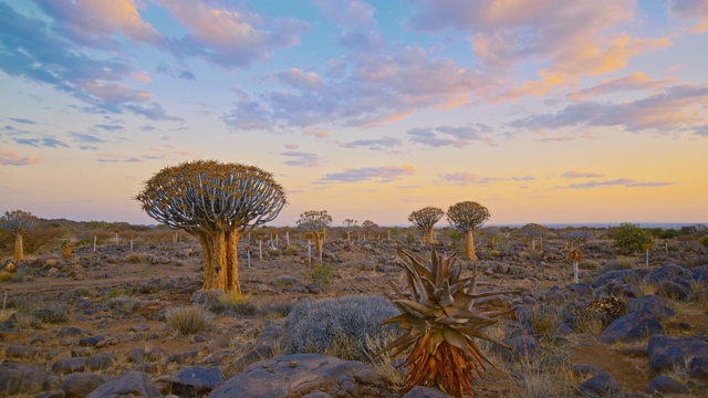 WS箭袋树在宁静的风景，纳米比亚，非洲视频下载