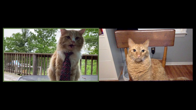 两只专业猫正在举行电话会议视频素材
