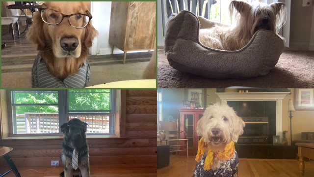 四只专业狗狗在视频通话中开会视频素材