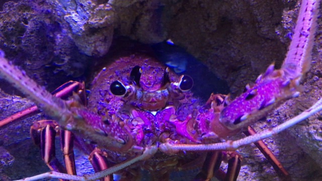 澳大利亚龙虾在水下看着摄像机视频素材