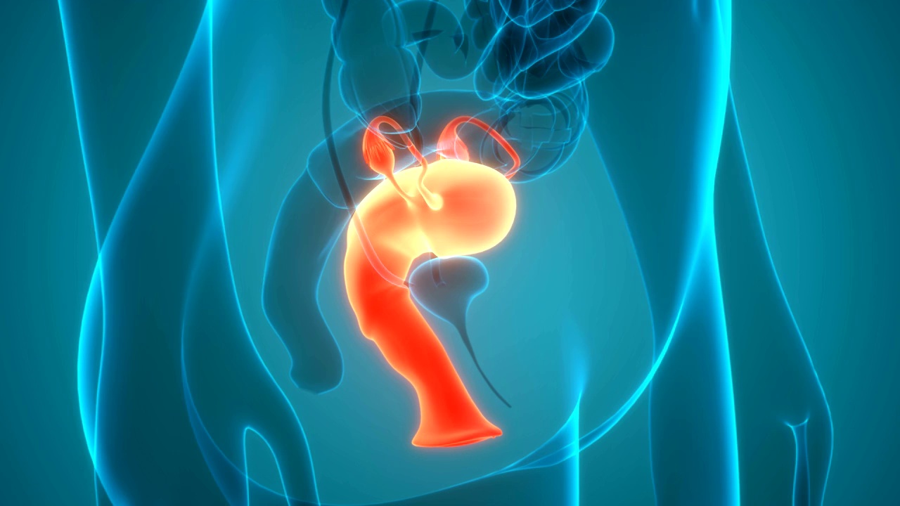 女性生殖系统与神经系统及膀胱解剖视频下载