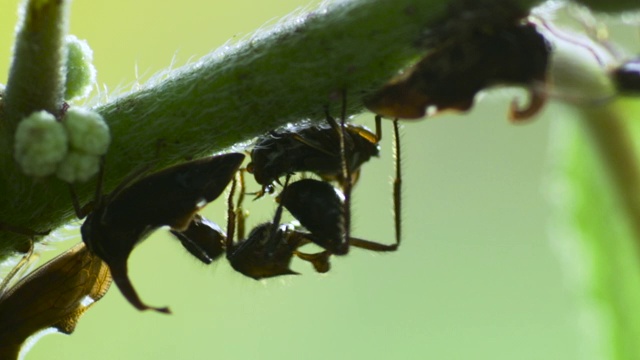 马来西亚，蚂蚁饲养跳树蚁。视频下载