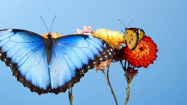 蓝色大闪蝶和黄色虎蝶在花上视频下载