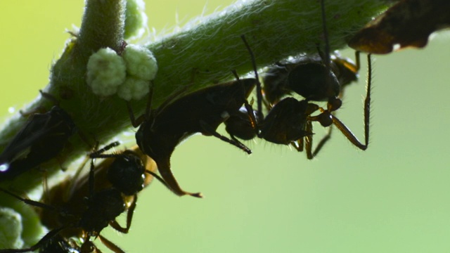 马来西亚，蚂蚁饲养跳树蚁。视频下载