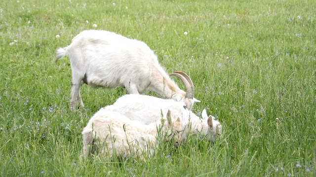 在绿色草地上吃草的山羊视频下载