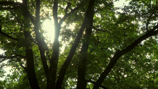 在等高线的阳光下，摄影车拍摄橡树的树枝、树干和树叶视频素材