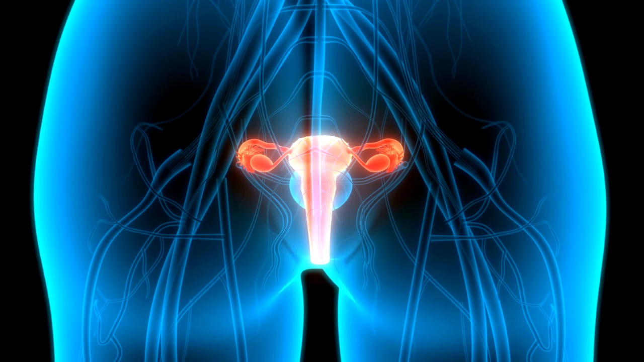 女性生殖系统与神经系统及膀胱解剖视频素材