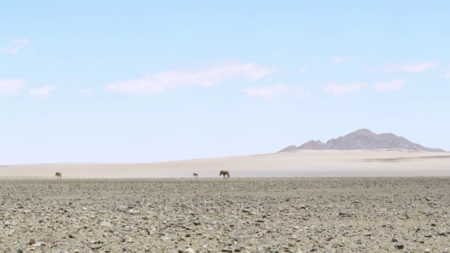 非洲纳米比亚，漫步在阳光灿烂的沙漠中的斑马视频素材