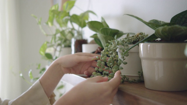 家庭爱好:时髦女性在她的房间里装饰和照料植物视频下载