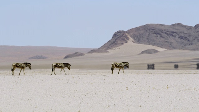 非洲纳米比亚阳光明媚的沙漠中漫步的斑马视频素材