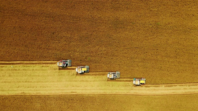 鸟瞰图联合收割机在稻田中的作业。视频素材