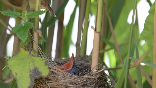 巢中有布谷鸟的芦苇林莺视频素材