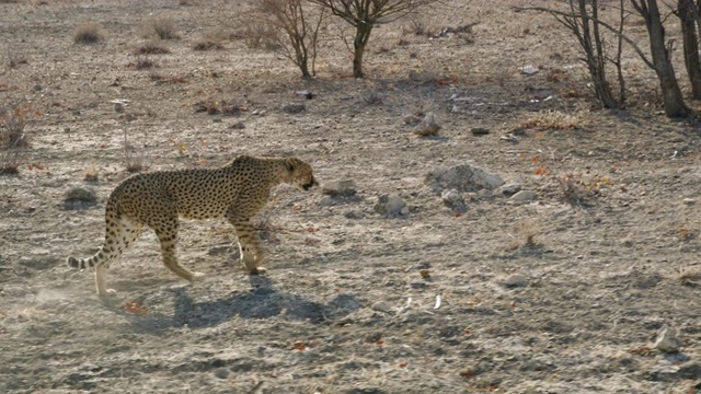 MS Cheetah行走在阳光明媚的沙漠，纳米比亚，非洲视频下载