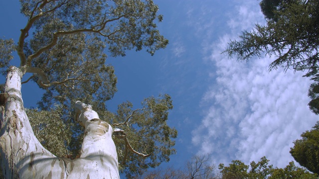 看着一棵巨大的桉树(桉树)，同时镜头摇摄视频素材