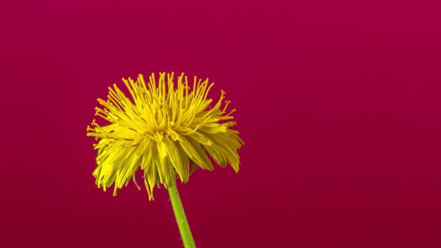 蒲公英花在红色背景上旋转、开花和生长的4k时间。蒲公英盛开的花朵。视频素材