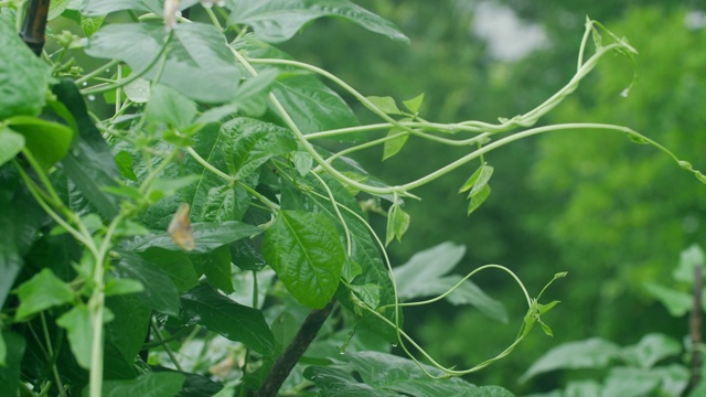 豇豆植物视频下载