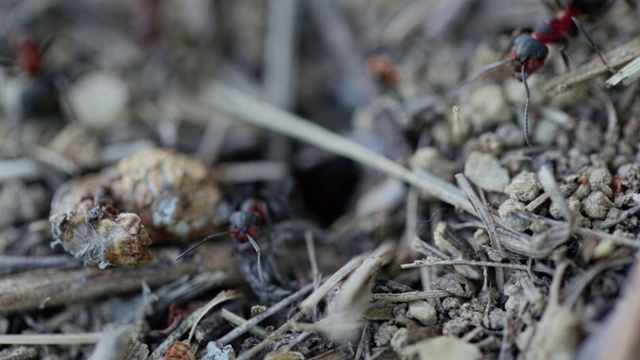 近距离蚂蚁。宏。火蚁群的昆虫或红木蚂蚁移动视频素材