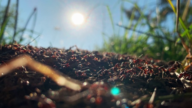 近距离蚂蚁。宏。火蚁群的昆虫或红木蚂蚁移动视频素材