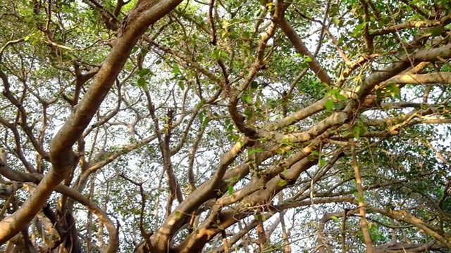 在印度的清晨，一棵美丽的榕树在缓慢地摇盘视频素材