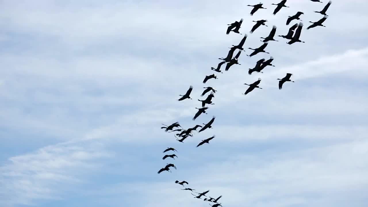 从温暖的土地归来的鹤群视频下载
