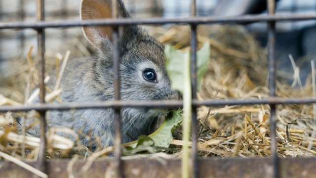 小兔子在笼子里吃着草和蔬菜视频下载