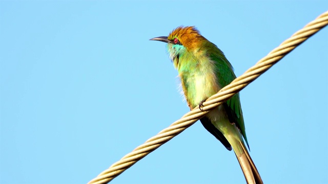 绿色食蜂鸟，斯里兰卡视频下载