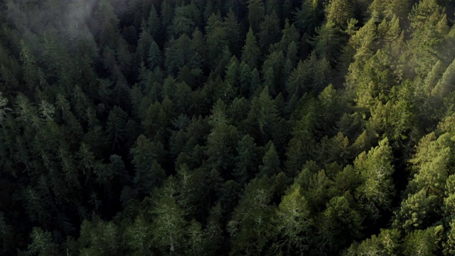 北加州红杉林:空中的视频下载