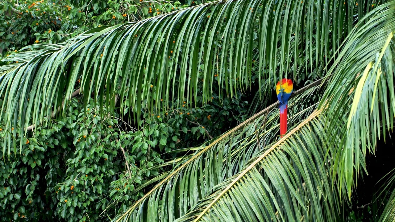野生猩红色金刚鹦鹉，哥斯达黎加视频下载