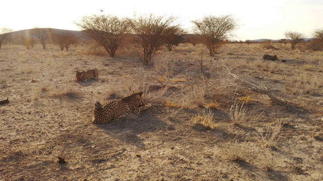 非洲纳米比亚偏远阳光明媚的沙漠中猎豹觅食视频素材