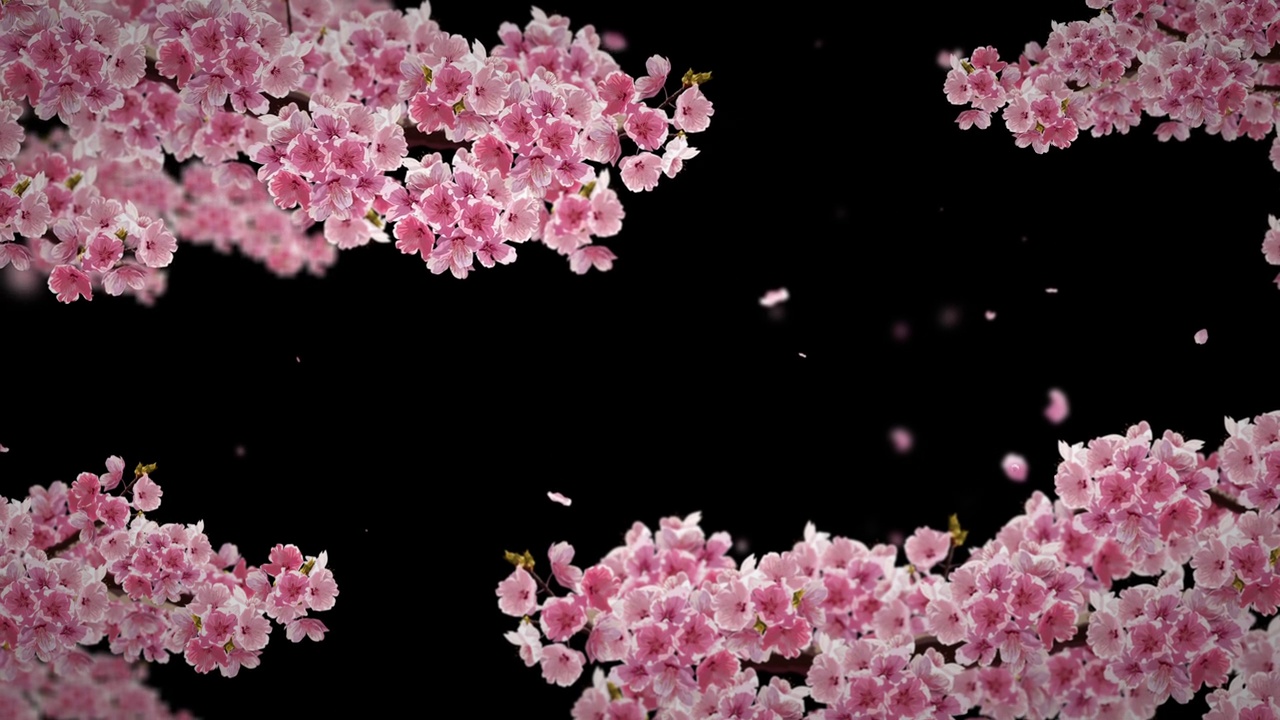 樱花。视频下载