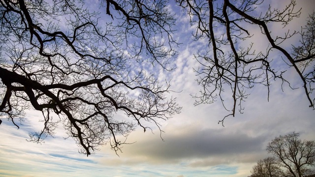 光秃秃的树和牧场，约克郡，英格兰视频素材